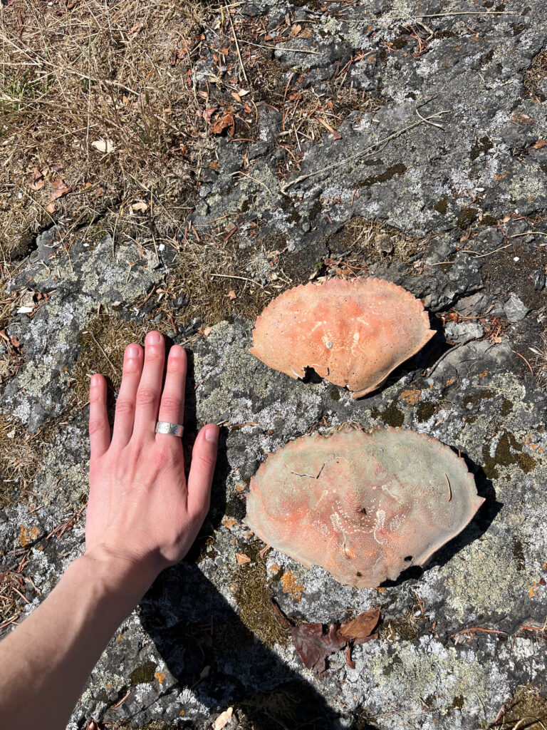 a hand holding a mushroom (MyCoast AI)