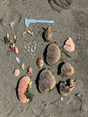 a group of sea shells on the sand (MyCoast AI)