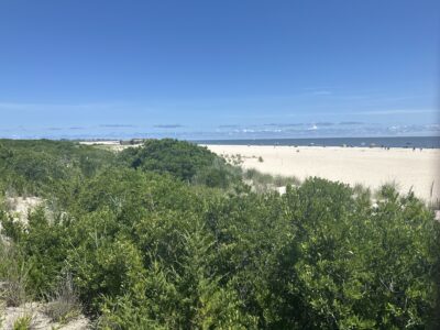 a beach with trees and water in the background (MyCoast AI)