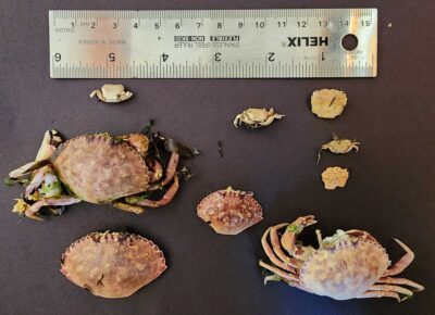 a group of crabs (MyCoast AI)