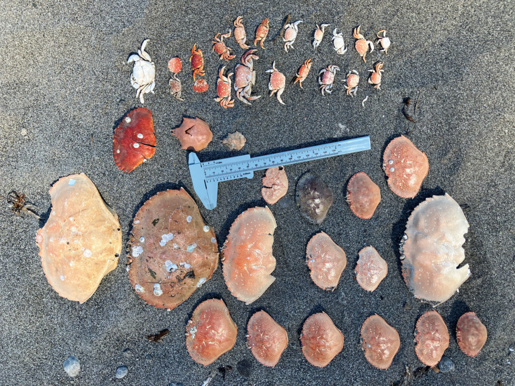 a group of objects on a surface (MyCoast AI)
