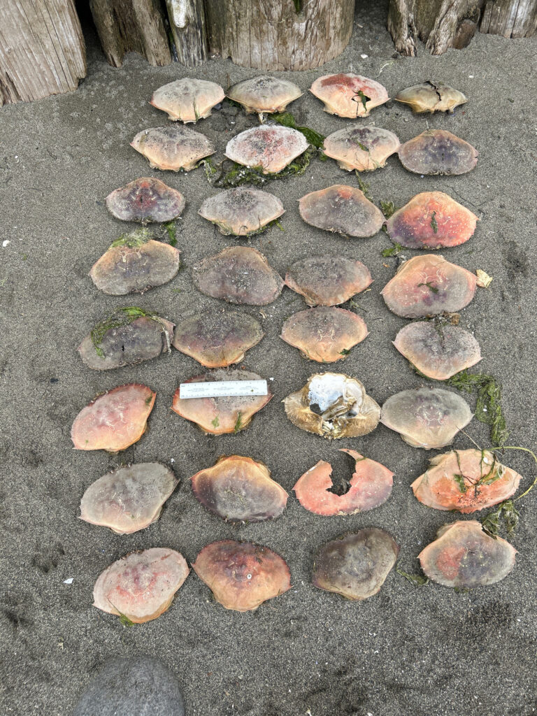 a group of rocks (MyCoast AI)