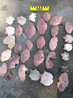 a group of pink and white rocks (MyCoast AI)