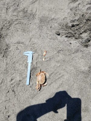 a snail on a concrete surface (MyCoast AI)