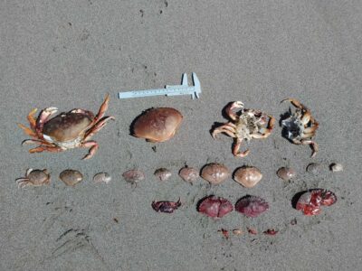 a crab on the sand (MyCoast AI)