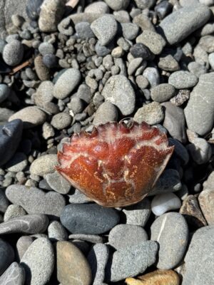 a red rock on a rocky surface (MyCoast AI)