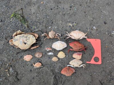 a crab on the ground (MyCoast AI)