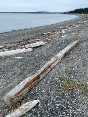 a log on a beach (MyCoast AI)