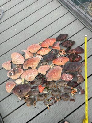 a group of brown and black mushrooms (MyCoast AI)