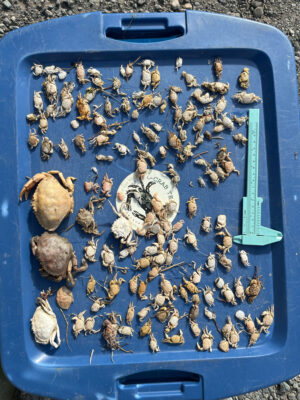 a group of bees on a blue container (MyCoast AI)