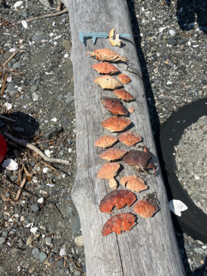 a group of butterflies on a piece of wood (MyCoast AI)