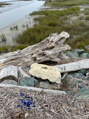 a pile of wood and rocks by a body of water (MyCoast AI)