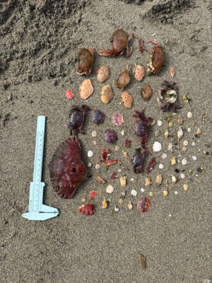 a group of rocks on the ground (MyCoast AI)
