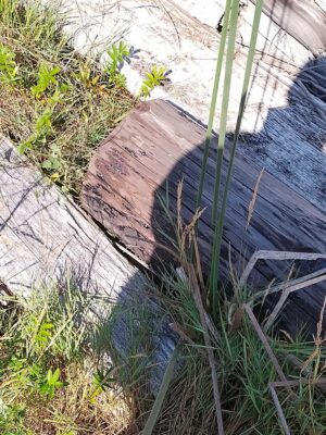 a fenced off area with a hole in it (MyCoast AI)