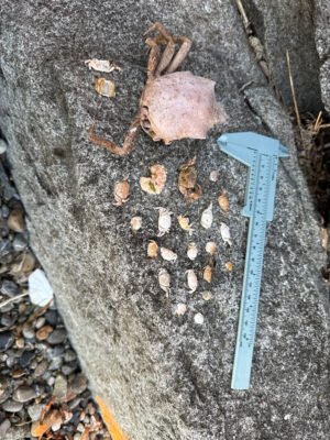 a blue shovel on the ground (MyCoast AI)