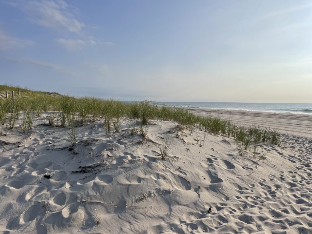a sandy beach with plants growing on it (MyCoast AI)
