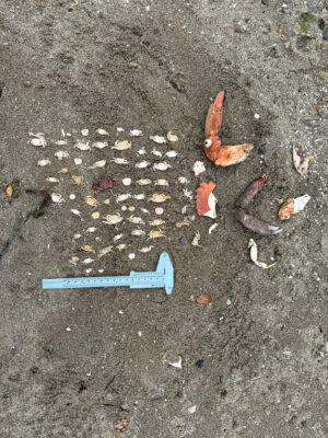 a group of shells on the ground (MyCoast AI)
