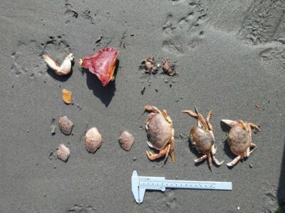 a group of sea shells on the sand (MyCoast AI)