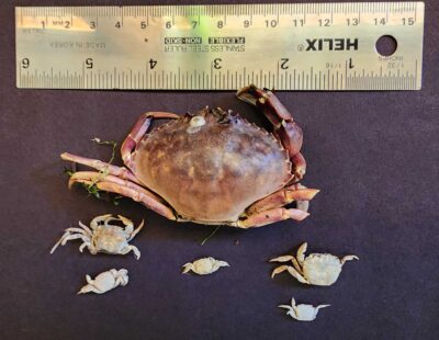 a crab on a table (MyCoast AI)