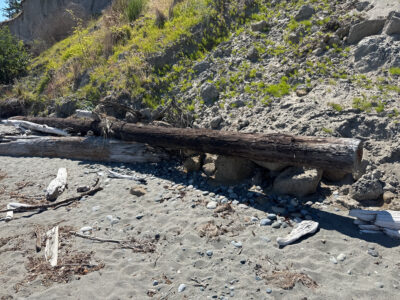 a log on the ground (MyCoast AI)