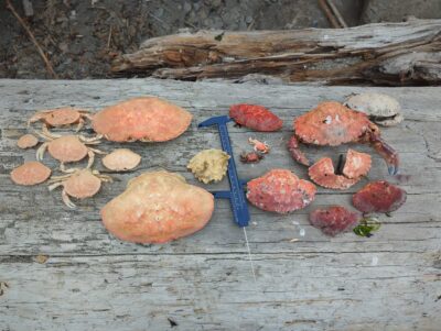 a group of red and white objects on a wooden surface (MyCoast AI)