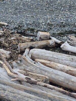 a group of logs on a rocky ground (MyCoast AI)