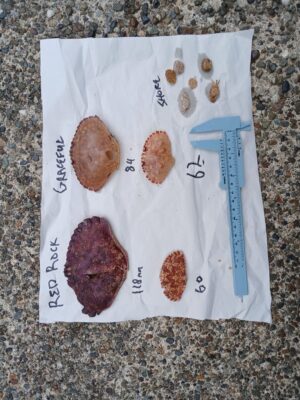 a group of brown objects on a white surface (MyCoast AI)