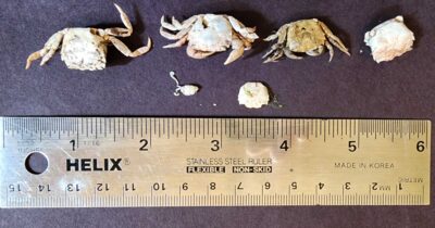 a group of animals (MyCoast AI)