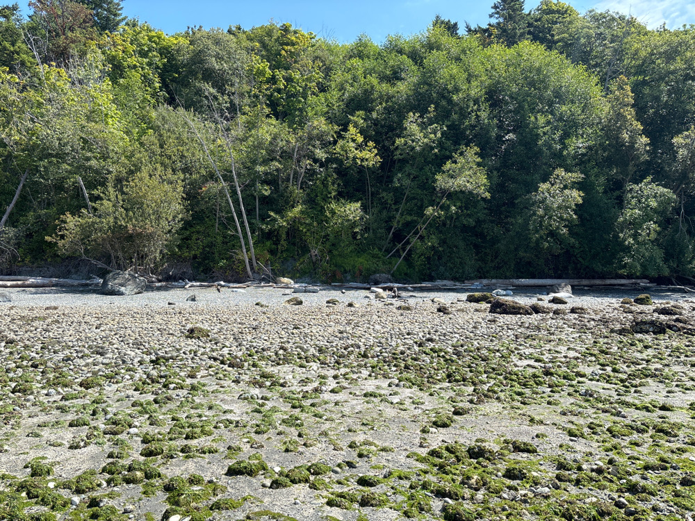 a rocky area with trees in the background (MyCoast AI)