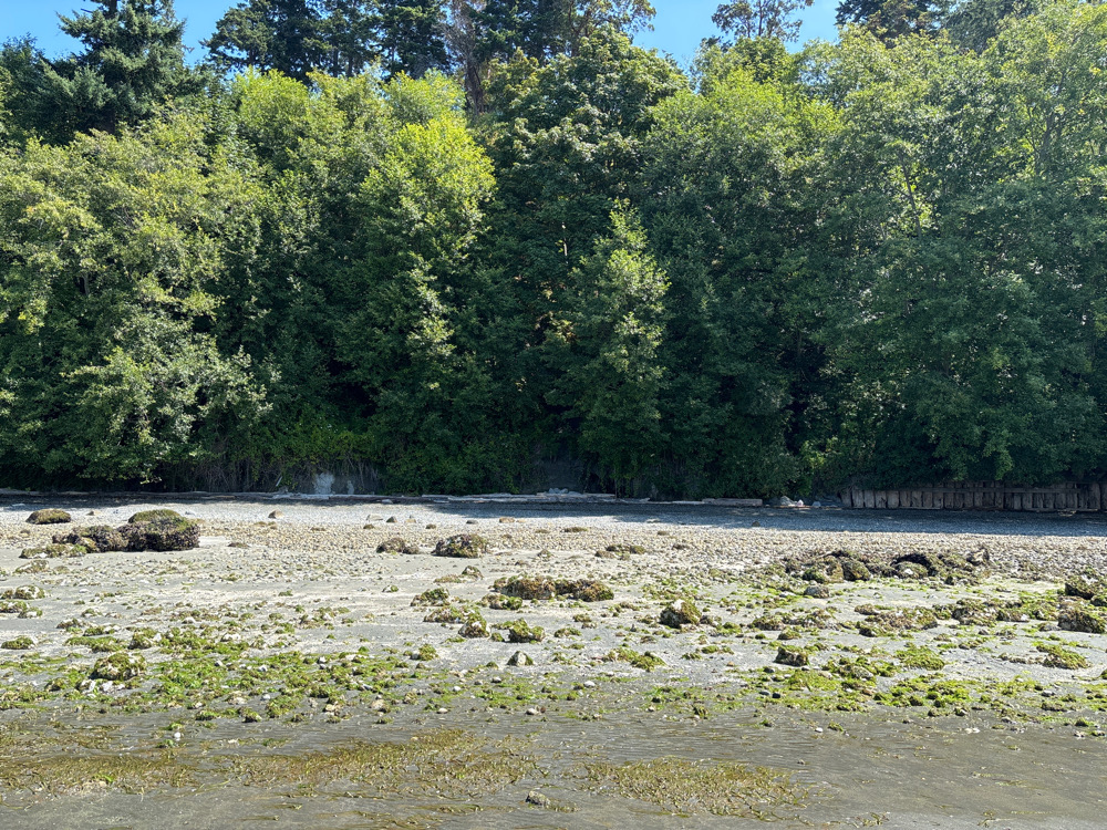 a river with trees in the background (MyCoast AI)