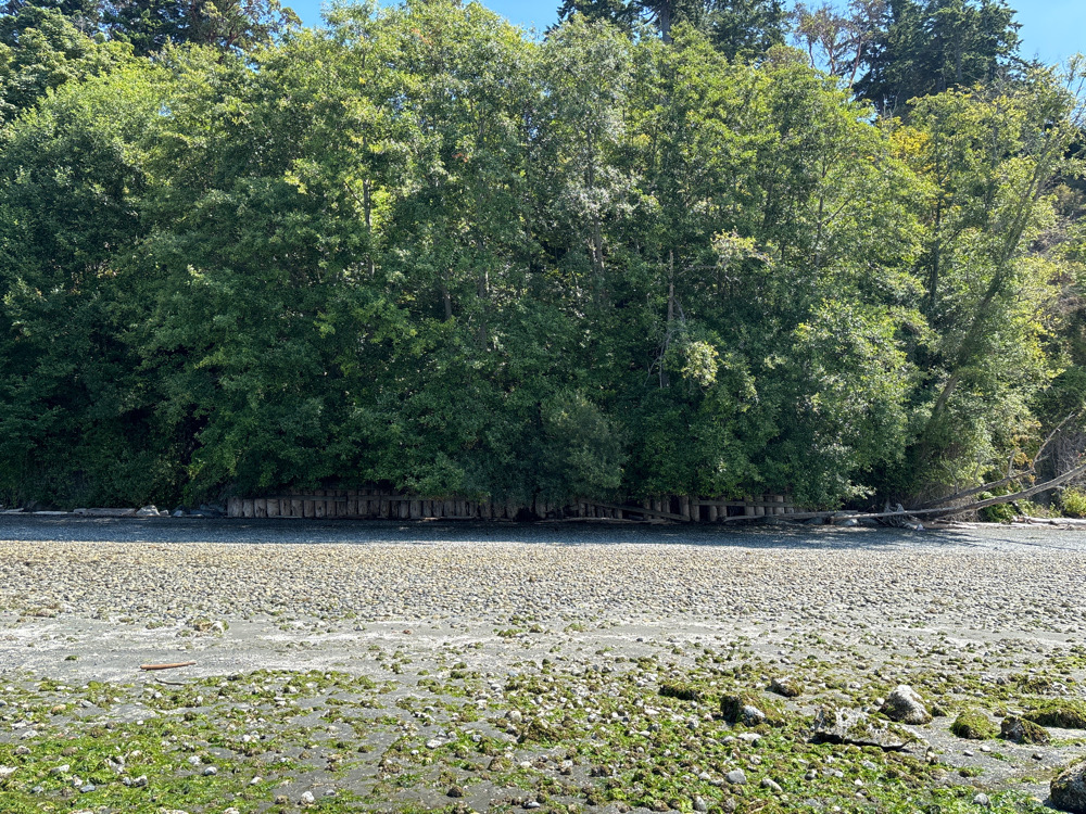 a river with trees on the side (MyCoast AI)