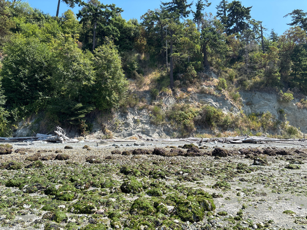 a rocky area with trees in the background (MyCoast AI)