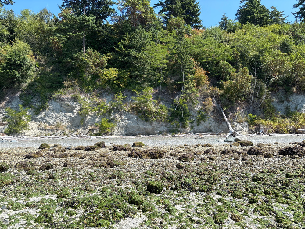 a rocky area with trees in the background (MyCoast AI)