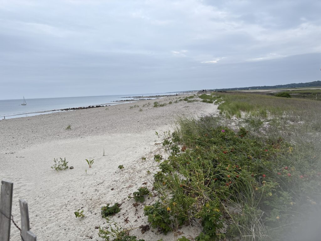 a beach with plants and water (MyCoast AI)