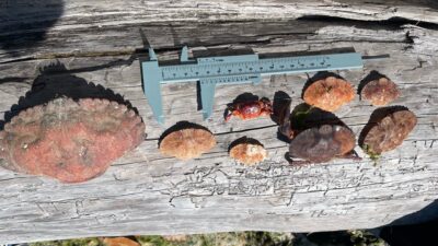 a group of rocks on a wooden surface (MyCoast AI)