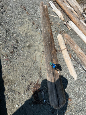 a bird standing on a log (MyCoast AI)