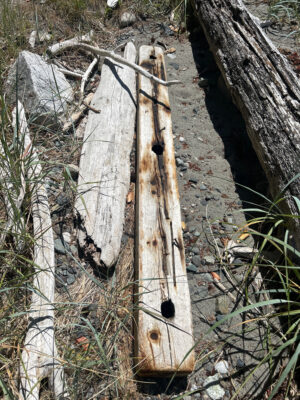 a tree trunk with a hole in it (MyCoast AI)