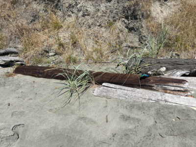 a snake on a concrete ledge (MyCoast AI)