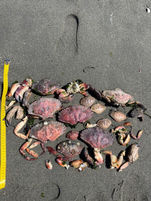 a pile of leaves (MyCoast AI)