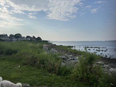 a grassy area next to a body of water (MyCoast AI)