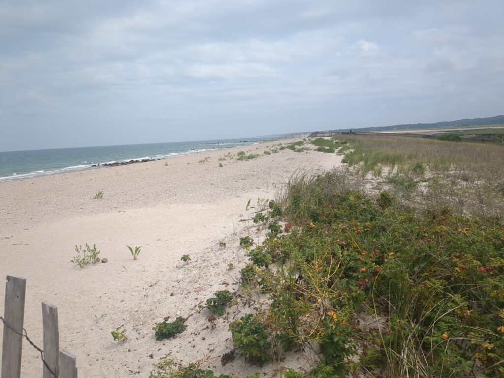 a beach with plants and sand (MyCoast AI)