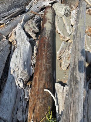 a group of logs (MyCoast AI)