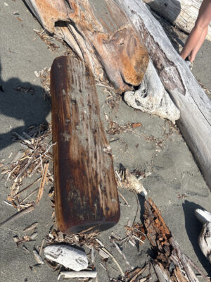 a tree stump with a hole in it (MyCoast AI)