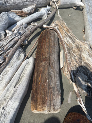 a group of logs (MyCoast AI)