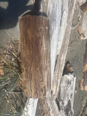 a squirrel on a tree stump (MyCoast AI)