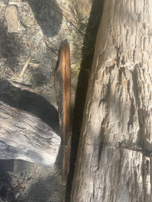 a large rock formation (MyCoast AI)