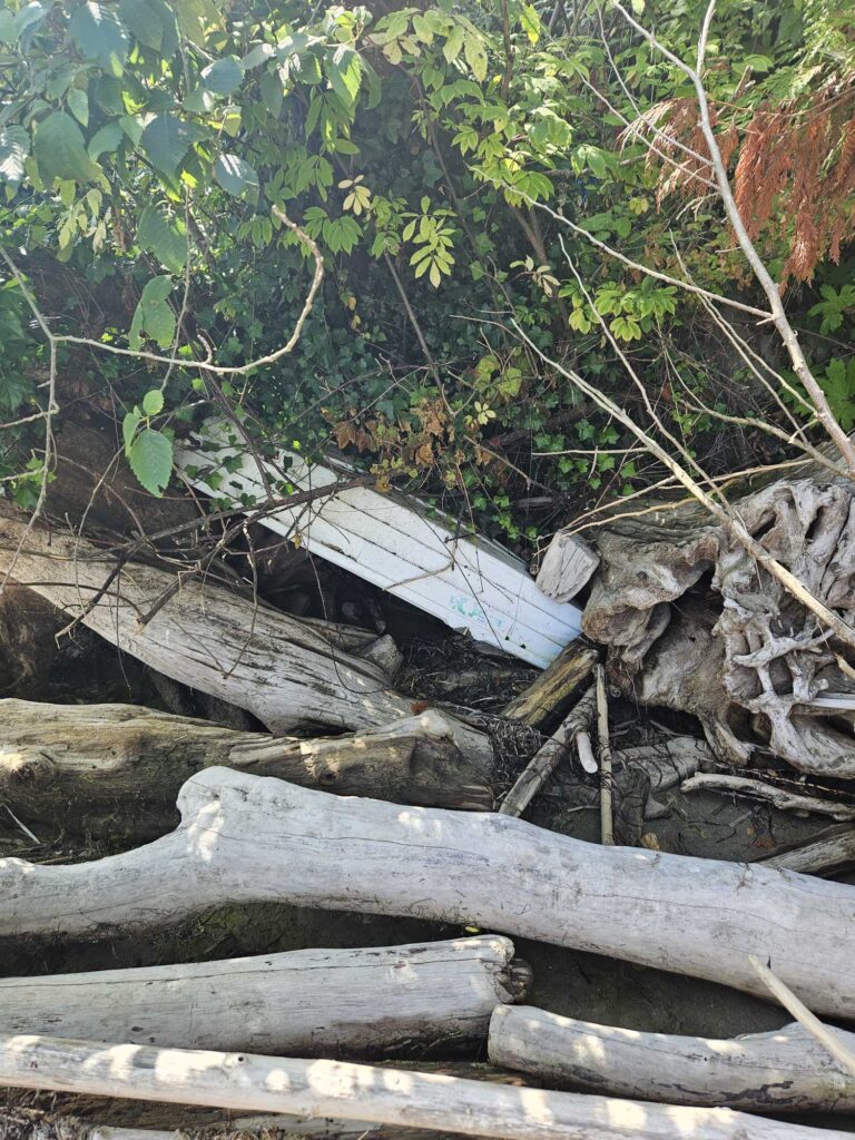 a broken down car in a forest (MyCoast AI)