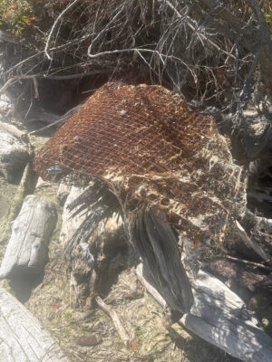 a mushroom growing in a tree (MyCoast AI)