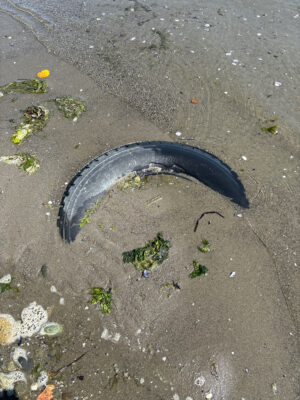 a black slug on the ground (MyCoast AI)