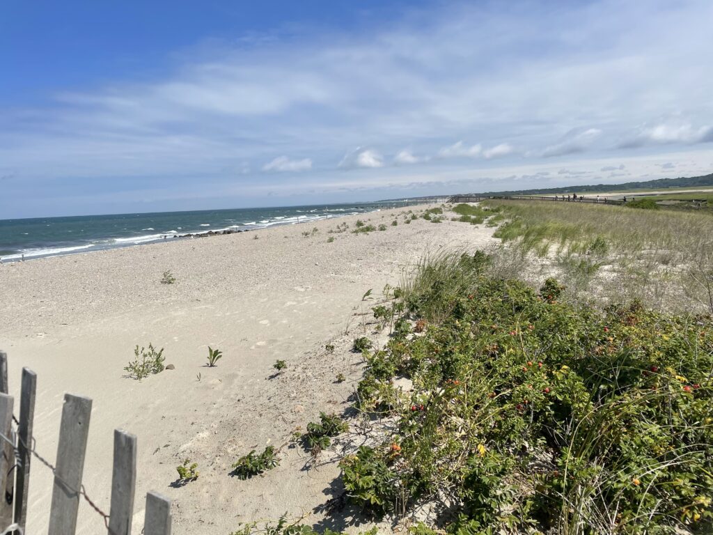 a sandy beach with plants and water (MyCoast AI)
